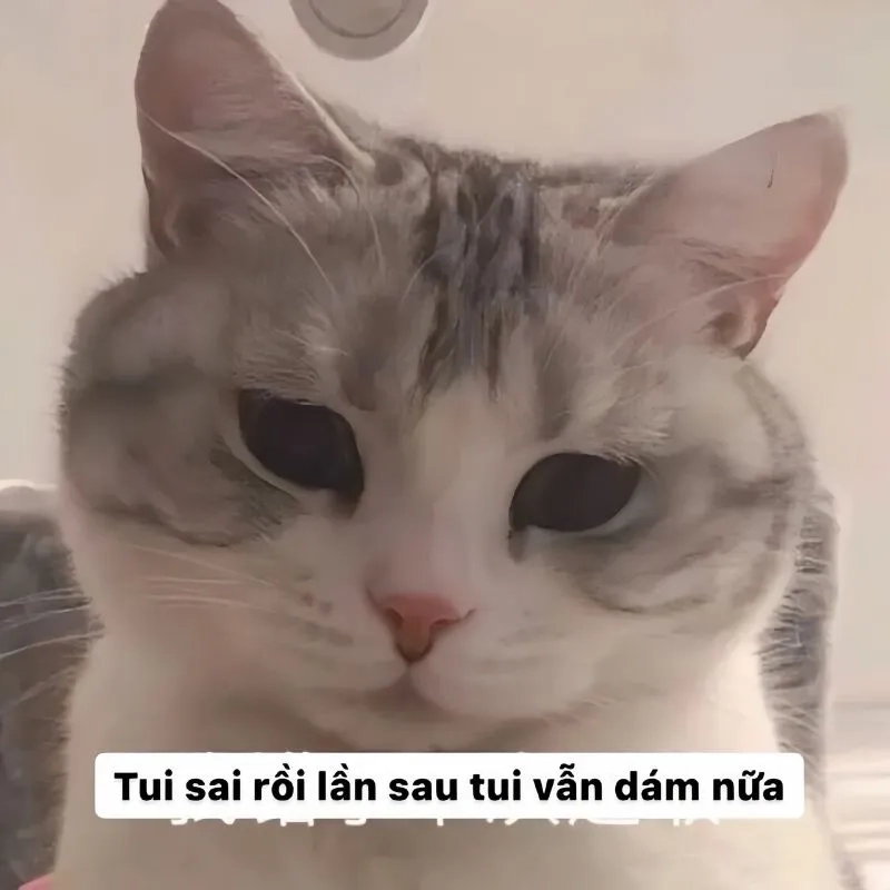 Quỳ xin lỗi meme thể hiện sự hối lỗi chân thành và đáng yêu