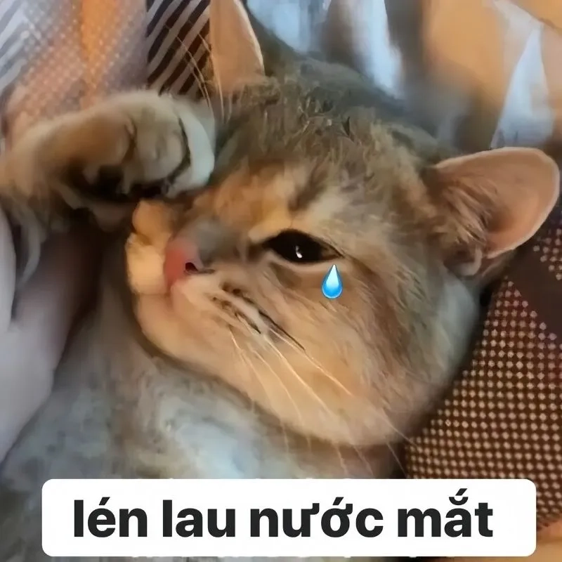 Khoanh tay meme mèo xin lỗi thể hiện sự đáng yêu và chân thành