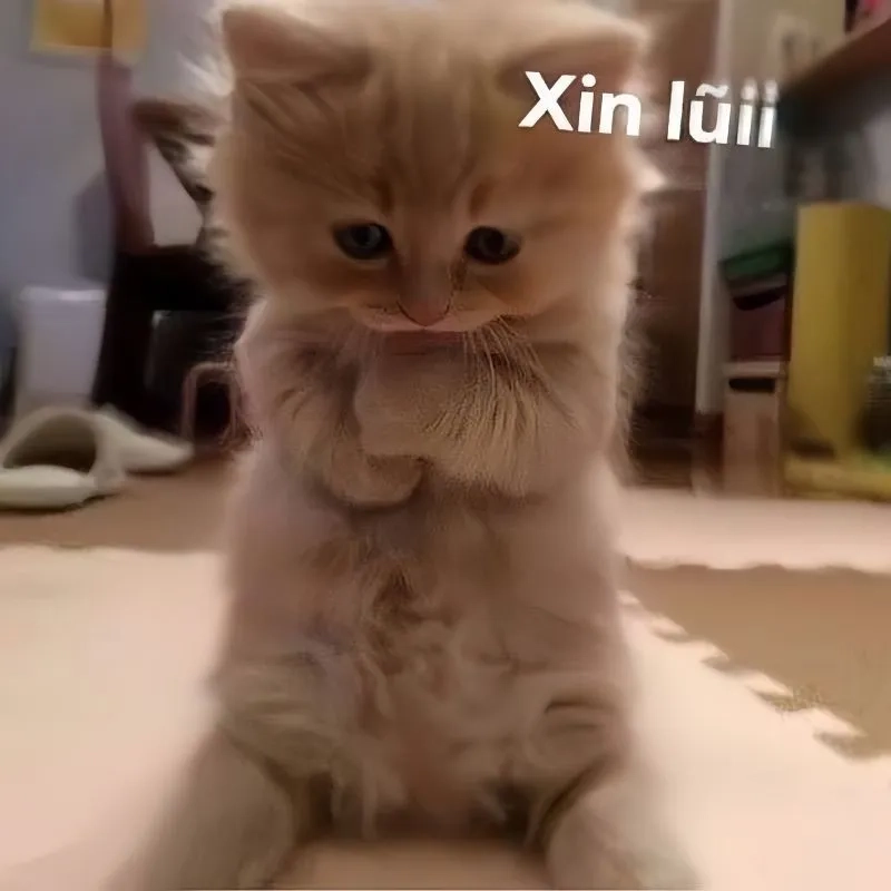 Mèo xin lỗi meme giúp bạn gửi lời xin lỗi một cách dễ thương