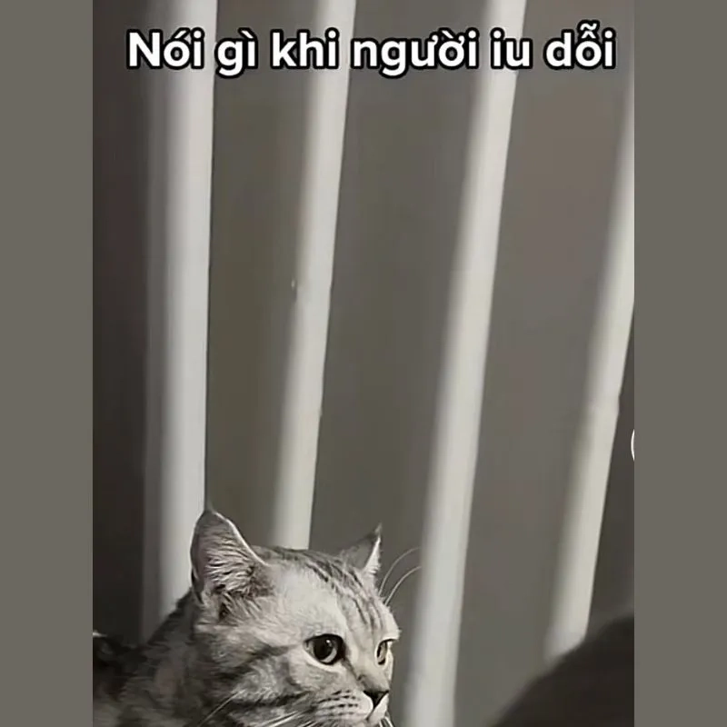 Meme xin lỗi mèo hài hước khiến mọi người không thể nhịn cười