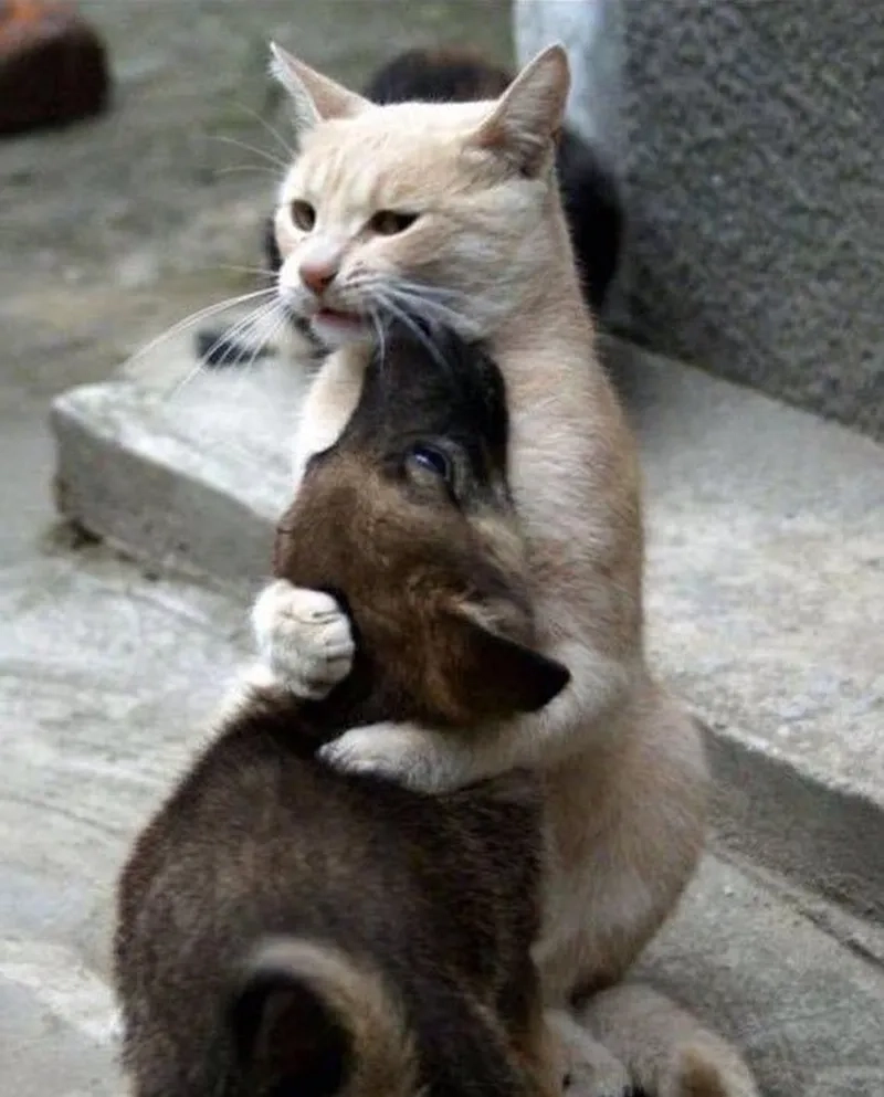 Meme mèo muốn ôm thể hiện sự dễ thương trong từng khoảnh khắc