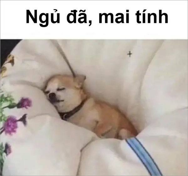 Meme mèo mất ngủ khiến bạn cảm thấy đồng cảm với những ai khó ngủ