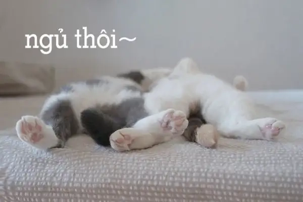 Chia sẻ ảnh meme đi ngủ để gửi lời chúc tốt đẹp