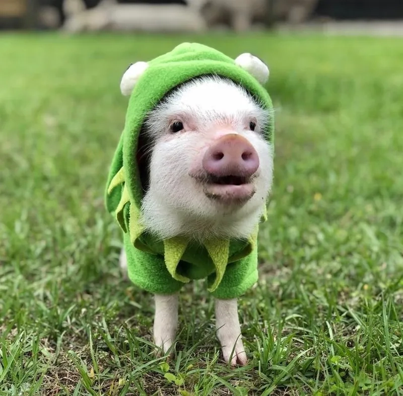 Meme heo nái mang lại tiếng cười cho những ai yêu thích hài hước