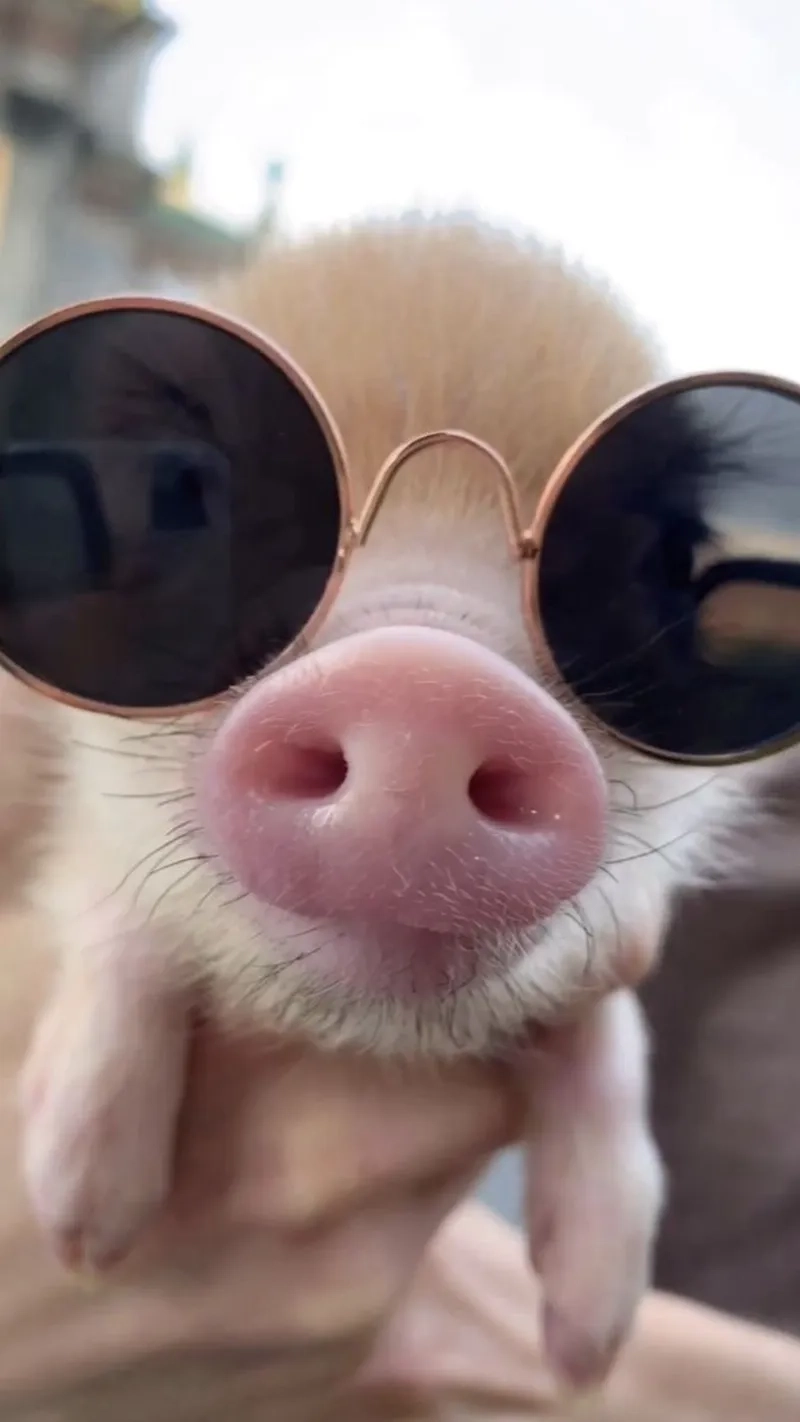 Meme heo mập mang lại sự dễ thương cho người xem