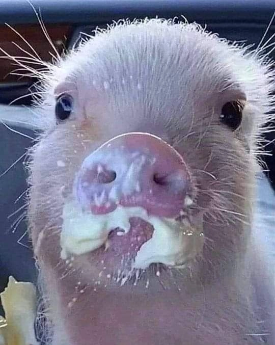 Meme heo khóc chạm đến trái tim của những người yêu thích cảm xúc