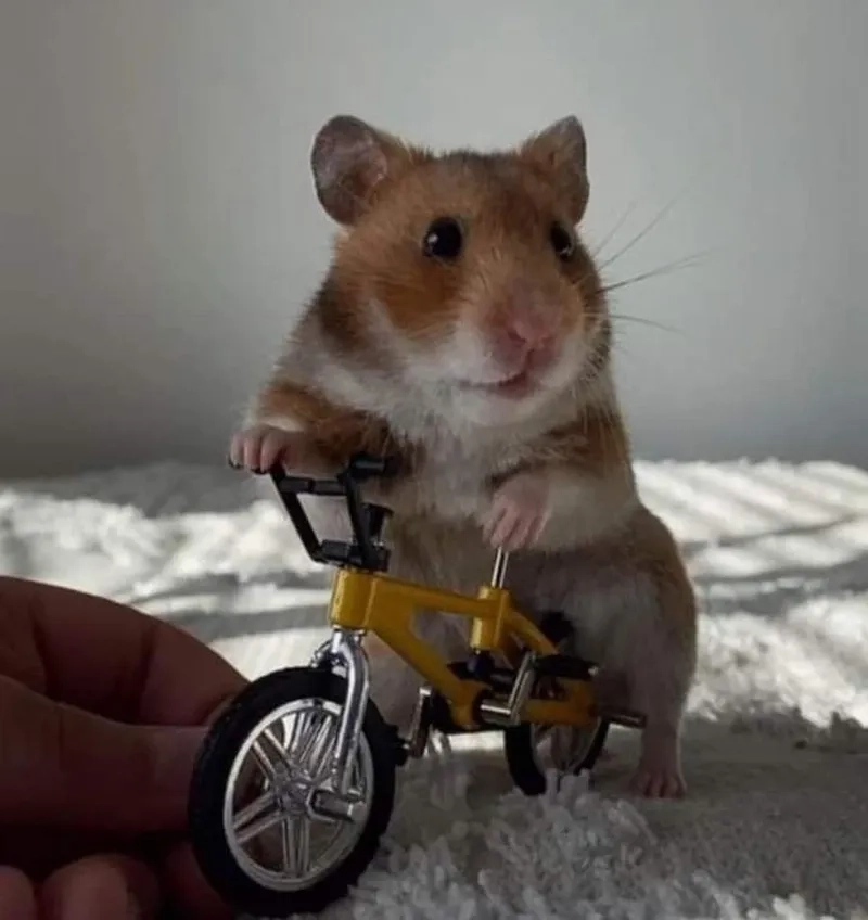 Sad hamster meme png mang lại sự dễ thương cho người xem