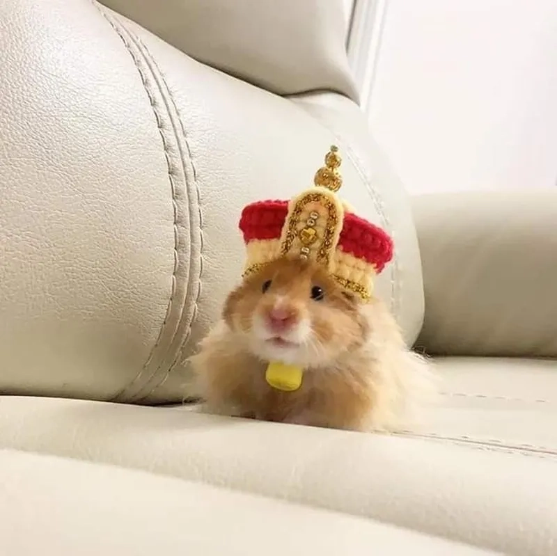 Sad hamster meme 4k thể hiện sự hài hước trong từng chi tiết