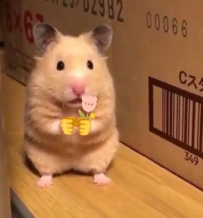 Sad hamster meme gif khiến bạn không thể không yêu thích sự đáng yêu