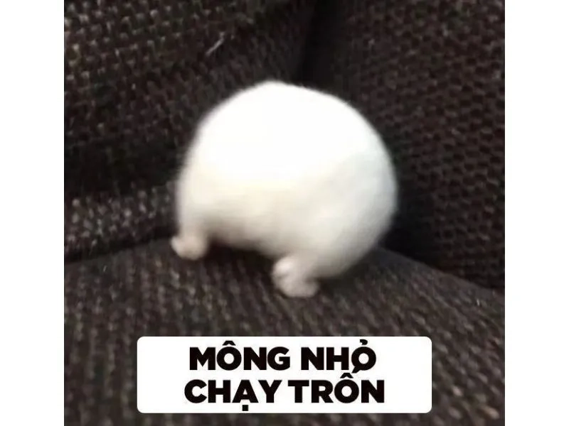 Sad hamster meme high quality mang lại những khoảnh khắc vui vẻ