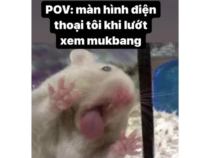 The sad hamster meme khiến mọi người không thể nhịn cười