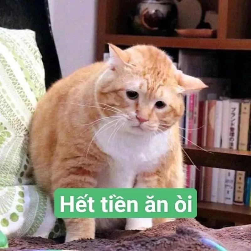 Xin tiền meme mang lại tiếng cười cho những ai yêu thích hài hước