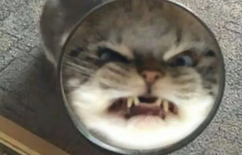 Meme bực tức thể hiện cảm xúc mãnh liệt trong những tình huống hài hước